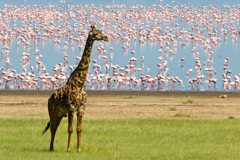 Giraffe And Lesser Flamingos Along Shore Of Lake Manyara